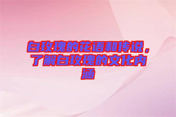 白玫瑰的花語和傳說,了解白玫瑰的文化內涵
