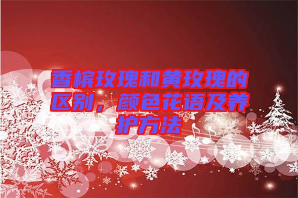 香檳玫瑰和黃玫瑰的區別,顏色花語及養護方法