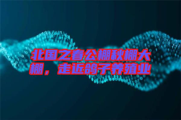 北國之春公棚秋棚大棚，走近鴿子養殖業